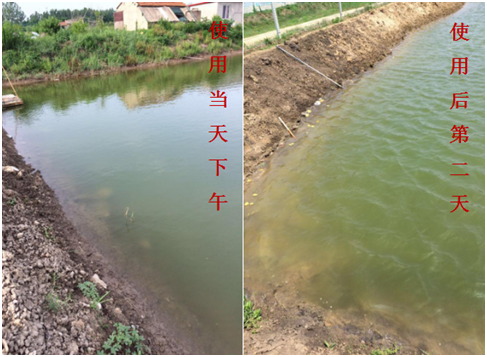 肥水困難、藻類(lèi)缺乏處理前后效果